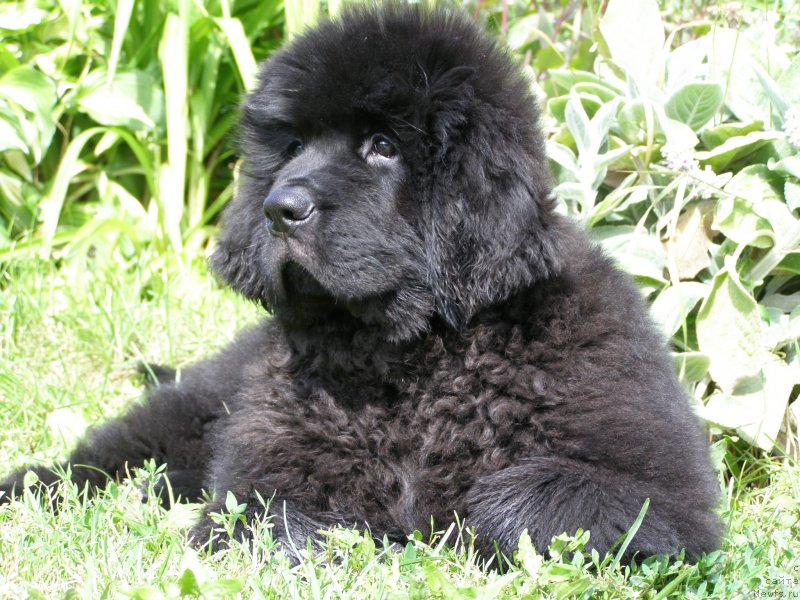 Фото: ньюфаундленд Chernaya Mafia Maybe She Will (Черная Мафия Маубе Ше Вилл)