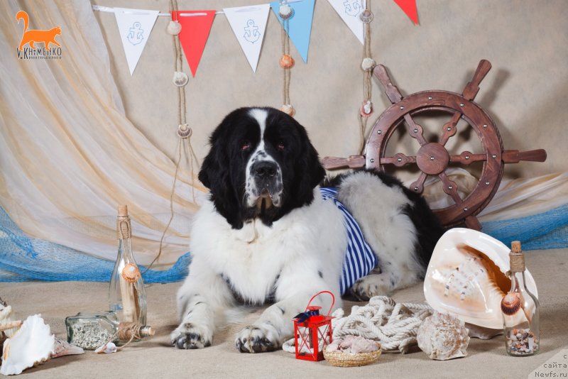 Фото: ньюфаундленд Nica Dlja Kara Ayular iz Tihogo Omuta (Ница для Кара Аюлар из Тихого Омута)