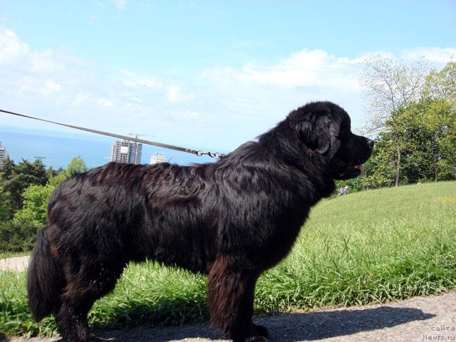Фото: ньюфаундленд Potap Fidel' (Потап Фидель)