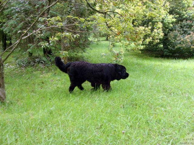 Фото: ньюфаундленд Potap Fidel' (Потап Фидель)
