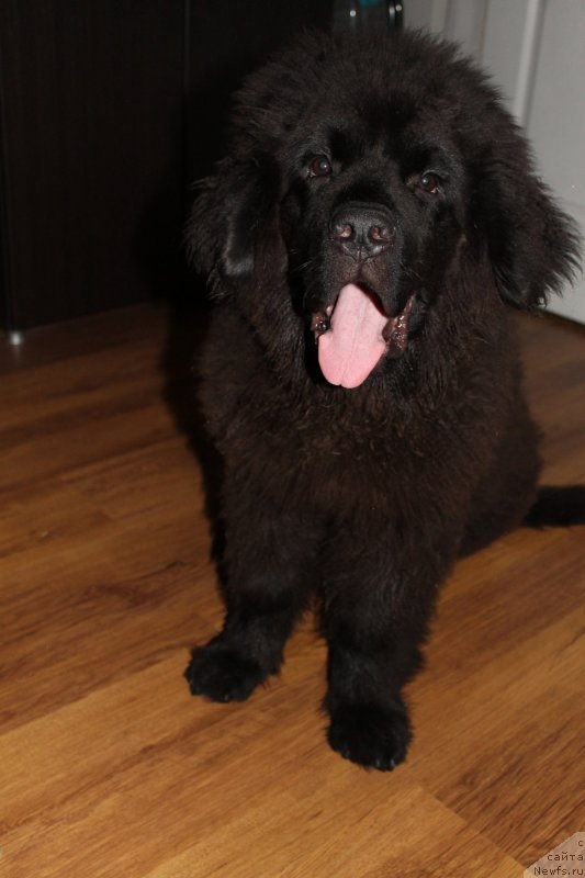 Фотография № 131389