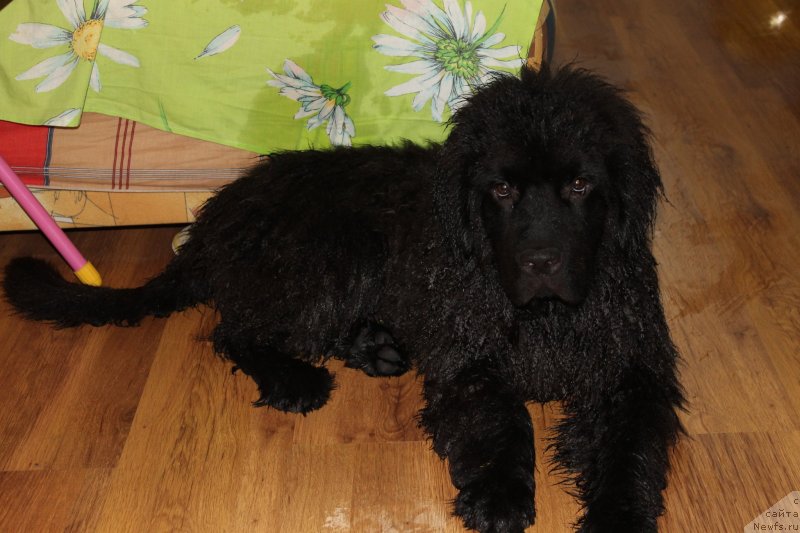 Фото: ньюфаундленд Laymar Seynari (Лаймар Сейнари)