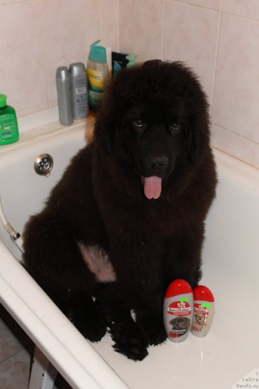 Фото: ньюфаундленд Laymar Seynari (Лаймар Сейнари)