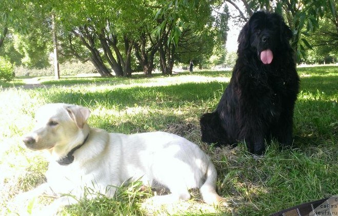 Фото: ньюфаундленд Velyke Malyatko Bayaderka Yurka