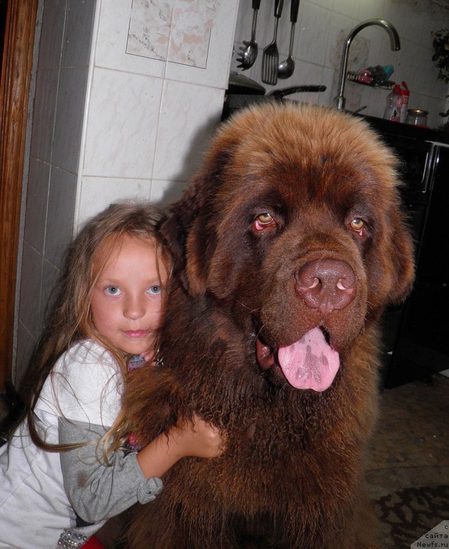 Фото: ньюфаундленд Charmer Denkam Bronze (Чармер Денкам Бронз)