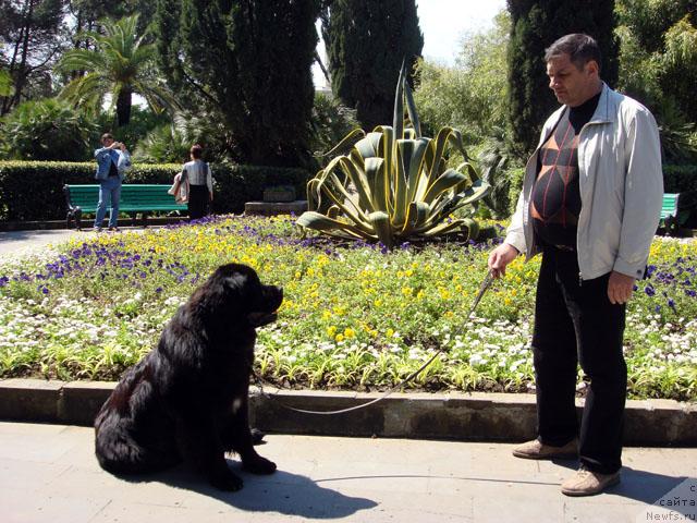 Фото: ньюфаундленд Potap Fidel' (Потап Фидель)