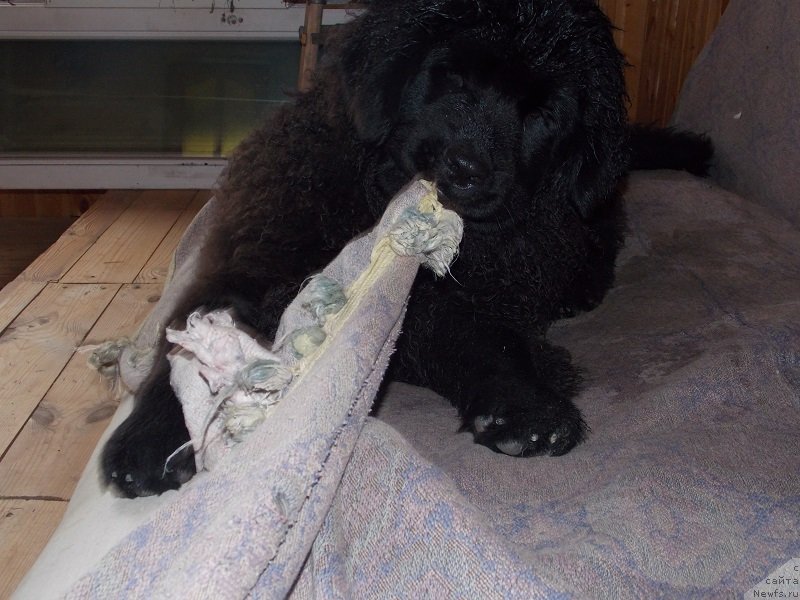 Фотография № 131406