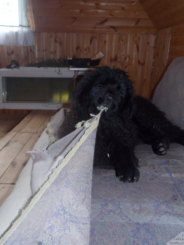 Фотография № 131408