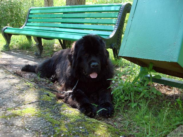 Фото: ньюфаундленд Potap Fidel' (Потап Фидель)