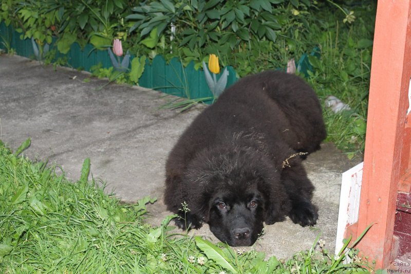 Фотография № 131412