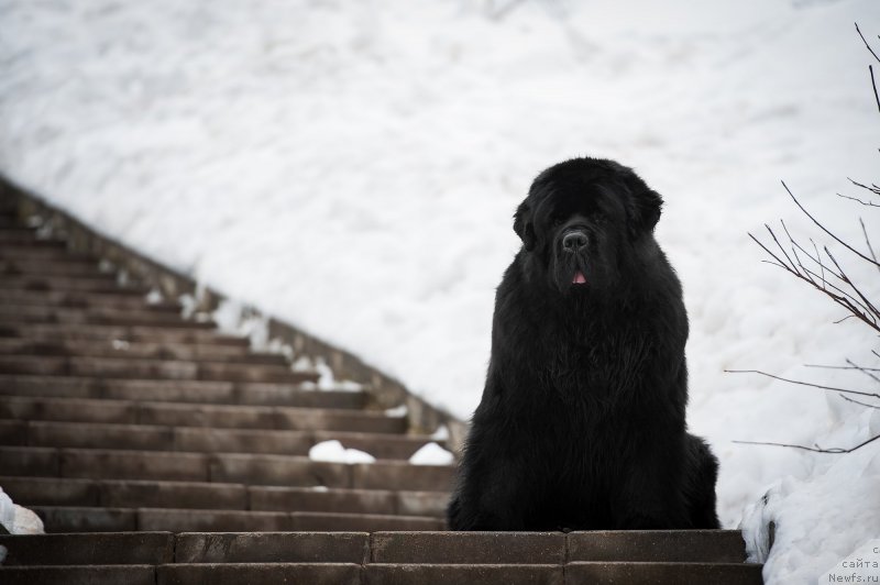 Фото: ньюфаундленд Pchiolkin Dom Veniamin (Пчёлкин Дом Вениамин)