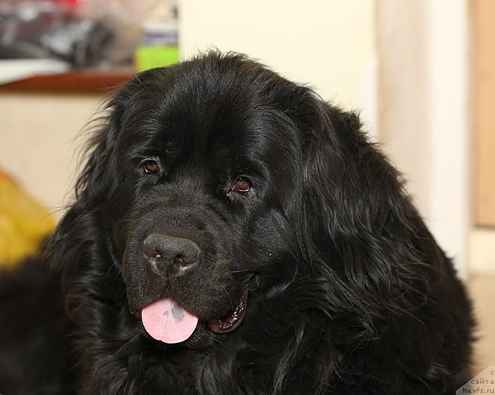 Фото: ньюфаундленд Sent Djons SHarmel' (Сент Джонс Шармель)