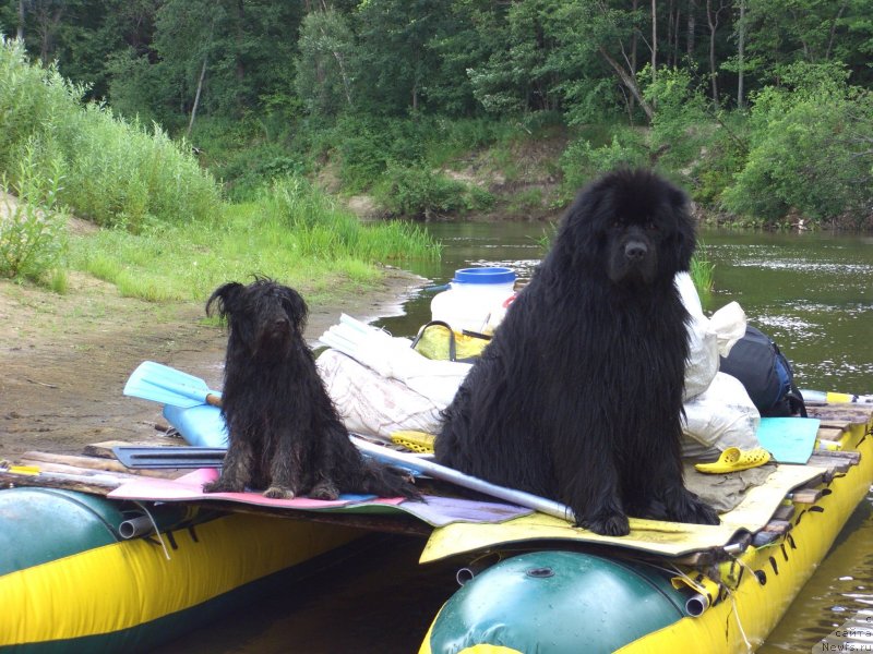 Фото: ньюфаундленд N'yufort Lunnyiy Barhat (Ньюфорт Лунный Бархат)