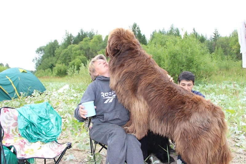 Фото: ньюфаундленд Barhatka Roskoshnaya (Бархатка Роскошная), Svetlana Permyakova (Светлана Пермякова)