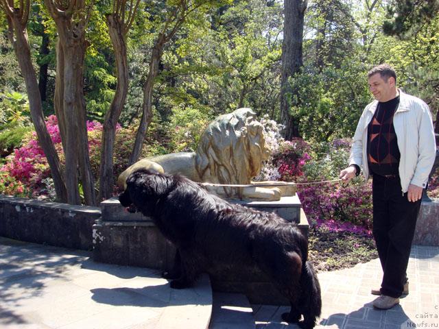 Фото: ньюфаундленд Potap Fidel' (Потап Фидель)