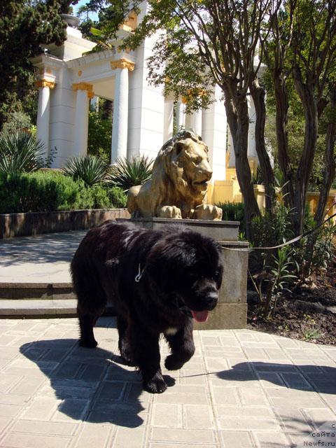 Фото: ньюфаундленд Potap Fidel' (Потап Фидель)