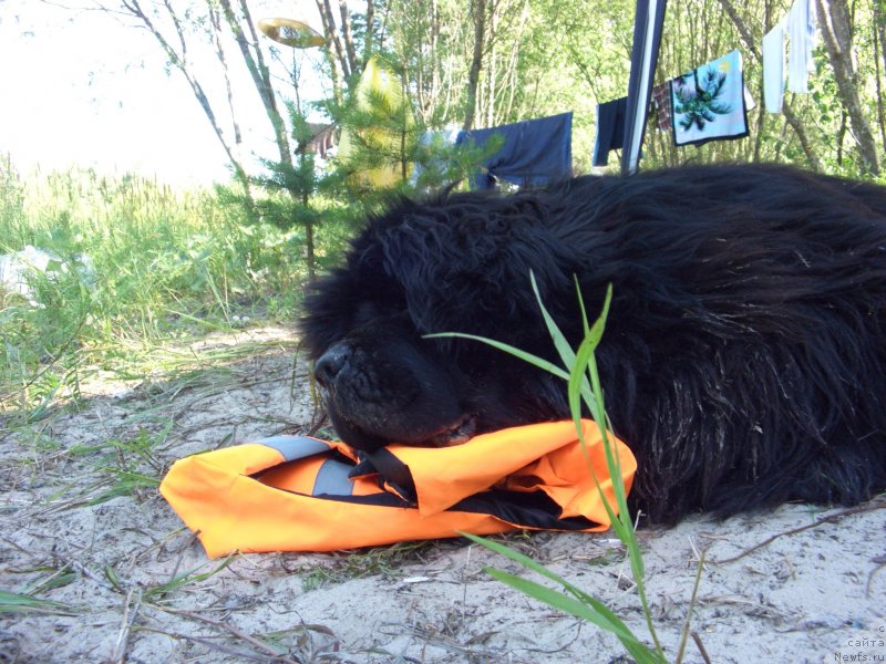 Фото: ньюфаундленд Baloven' Sud'byi (Баловень Судьбы)