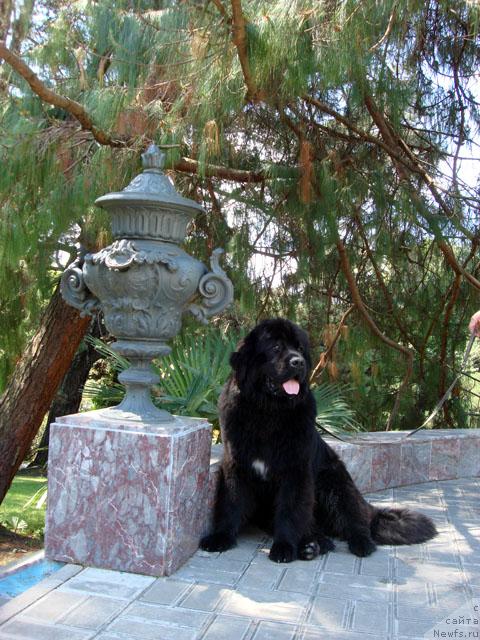 Фото: ньюфаундленд Potap Fidel' (Потап Фидель)