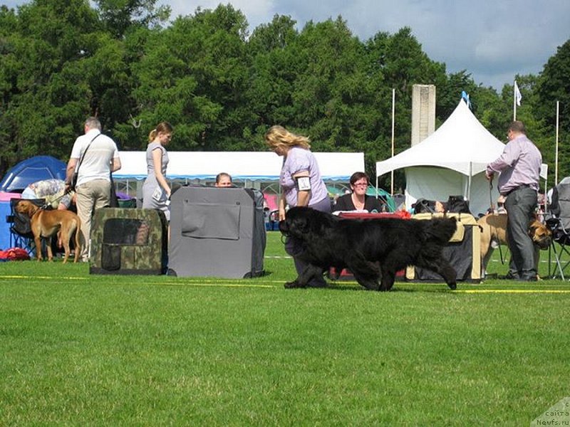 Фото: ньюфаундленд Sent Djons Sabina Mistical (Сент Джонс Сабина Мистикал)