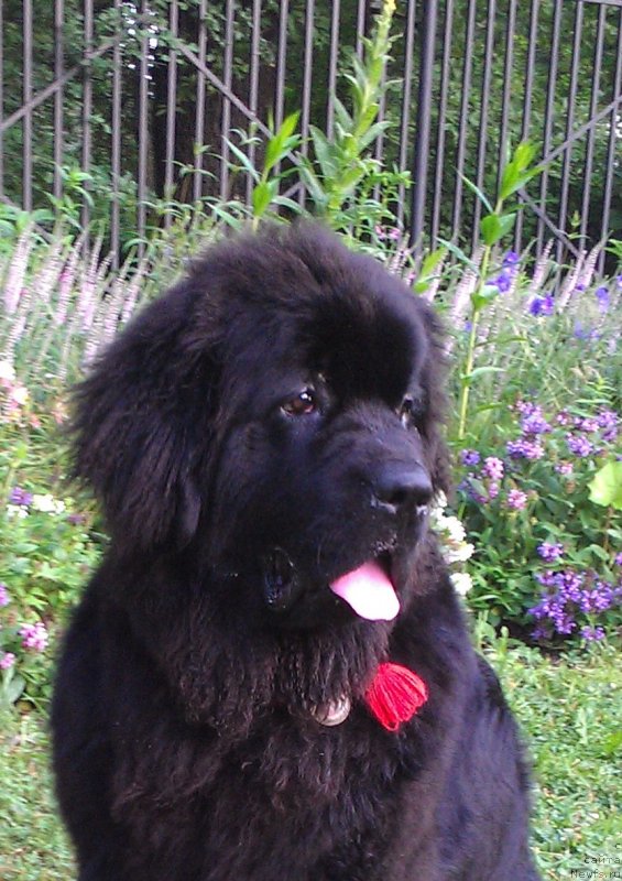 Фото: ньюфаундленд Sent Djons Gvendolin Glorius Garden (Сент Джонс Гвендолин Глориус Гарден)