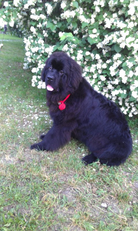 Фото: ньюфаундленд Sent Djons Gvendolin Glorius Garden (Сент Джонс Гвендолин Глориус Гарден)