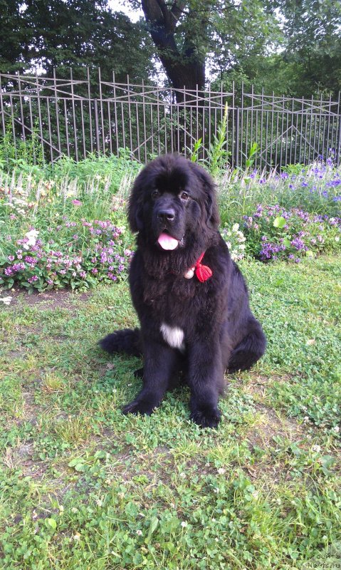 Фотография № 131454