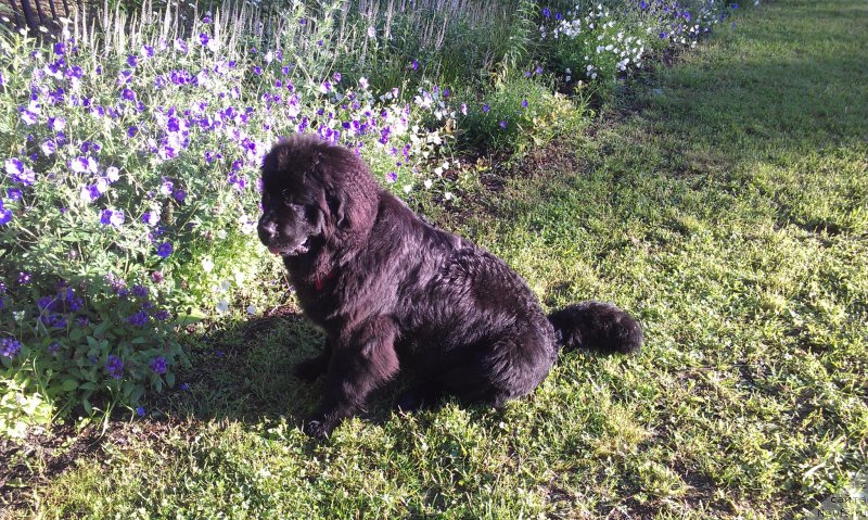 Фото: ньюфаундленд Sent Djons Gvendolin Glorius Garden (Сент Джонс Гвендолин Глориус Гарден)