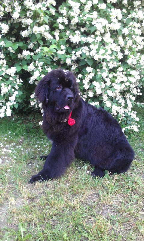 Фото: ньюфаундленд Sent Djons Gvendolin Glorius Garden (Сент Джонс Гвендолин Глориус Гарден)