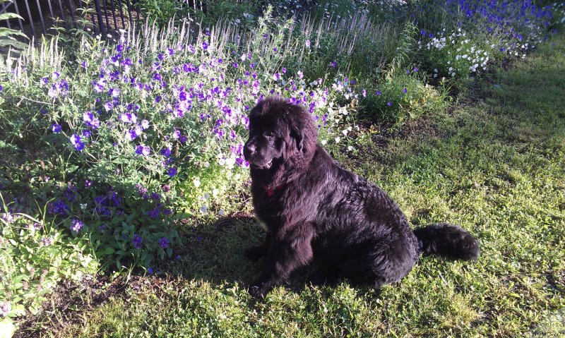 Фото: ньюфаундленд Sent Djons Gvendolin Glorius Garden (Сент Джонс Гвендолин Глориус Гарден)