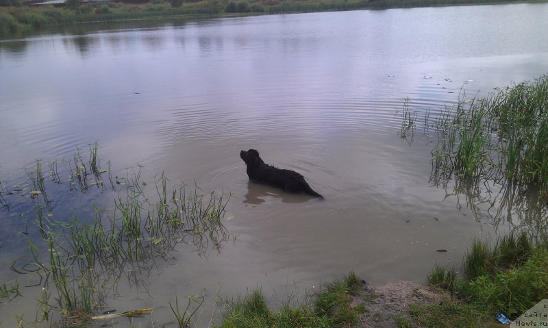 Фото: ньюфаундленд Sent Djons Gvendolin Glorius Garden (Сент Джонс Гвендолин Глориус Гарден)