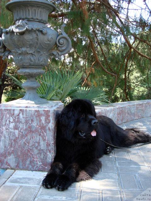 Фото: ньюфаундленд Potap Fidel' (Потап Фидель)