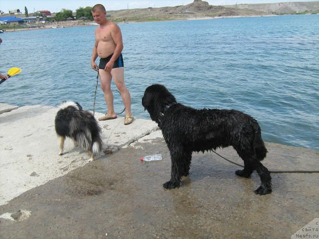 Фото: ньюфаундленд Zhemchug Grand (Жемчуг Гранд)