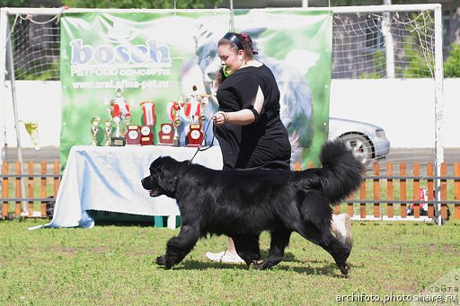 Фото: ньюфаундленд N'yufort Taym's Gold Aleksa (Ньюфорт Тайм'с Голд Алекса), Ekaterina Jironkina (Екатерина Жиронкина)