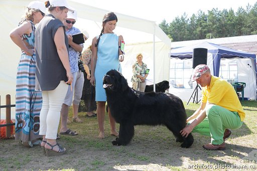 Фото: ньюфаундленд N'yufort Uitni Tradiciya Legendyi (Ньюфорт Уитни Традиция Легенды), Veronika Batina (Вероника Батина)