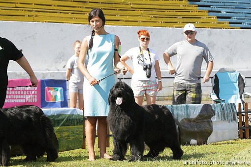 Фото: ньюфаундленд N'yufort Uitni Tradiciya Legendyi (Ньюфорт Уитни Традиция Легенды), Veronika Batina (Вероника Батина)