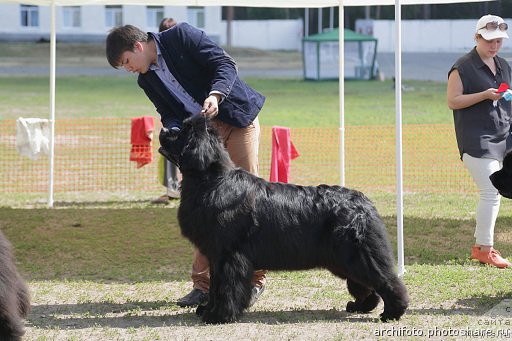 Фото: ньюфаундленд Njufort Natali (Ньюфорт Натали), Vladimir Ignatenko (Владимир Игнатенко)