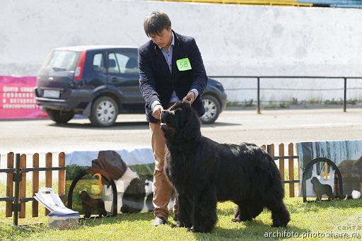Фото: ньюфаундленд Njufort Natali (Ньюфорт Натали), Vladimir Ignatenko (Владимир Игнатенко)