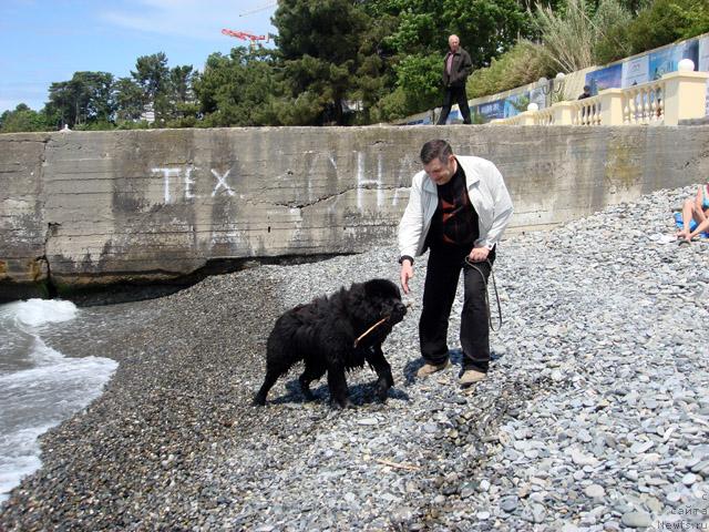 Фото: ньюфаундленд Potap Fidel' (Потап Фидель)