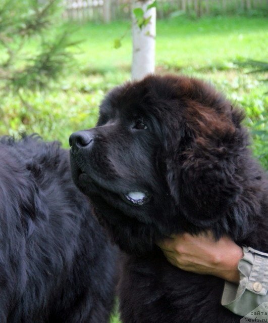 Фотография № 131512