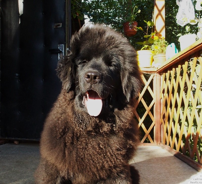 Фото: ньюфаундленд Lepestok Lilii (Лепесток Лилии)