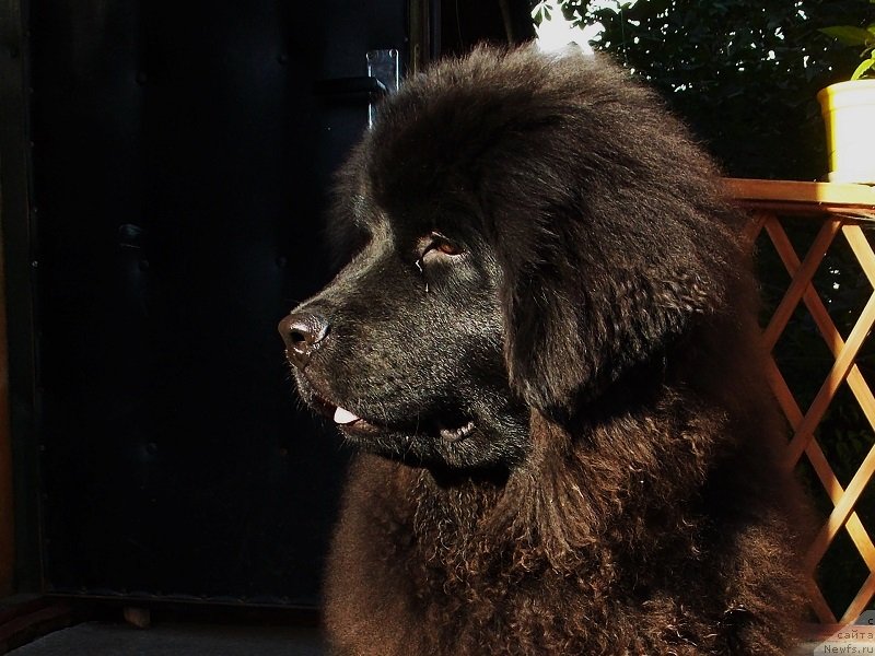 Фото: ньюфаундленд Lepestok Lilii (Лепесток Лилии)