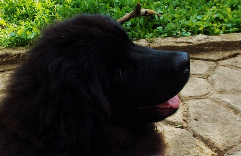 Фото: ньюфаундленд Lepestok Lilii (Лепесток Лилии)