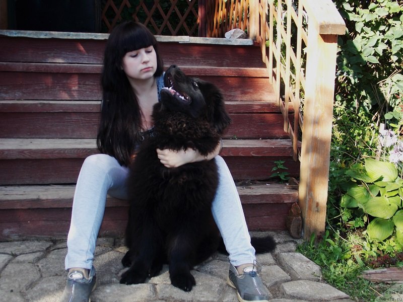 Фото: ньюфаундленд Lepestok Lilii (Лепесток Лилии), Janna SHmelyova (Жанна Шмелёва)