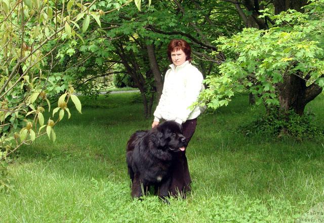 Фото: ньюфаундленд Potap Fidel' (Потап Фидель), Natal'ya Obuhovskaya (Наталья Обуховская)