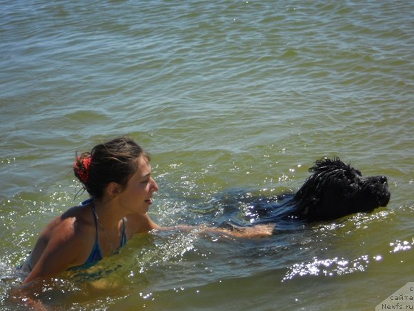 Фото: ньюфаундленд Vartimey Vialiki Miadzvedz