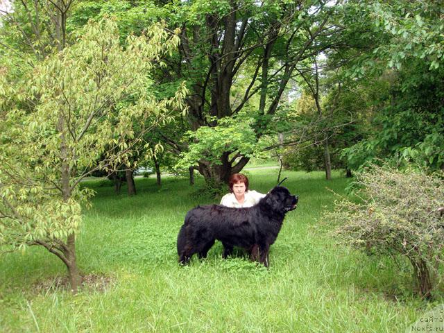 Фото: ньюфаундленд Potap Fidel' (Потап Фидель), Natal'ya Obuhovskaya (Наталья Обуховская)