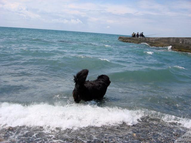 Фото: ньюфаундленд Potap Fidel' (Потап Фидель)