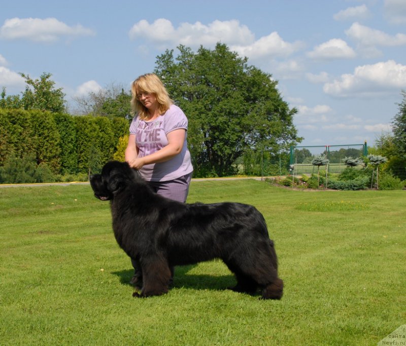 Фото: ньюфаундленд Sent Djons Yason (Сент Джонс Ясон)