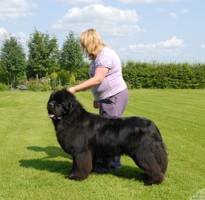 Фото: ньюфаундленд Sent Djons Yason (Сент Джонс Ясон)