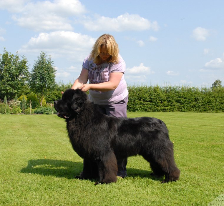 Фото: ньюфаундленд Sent Djons Yason (Сент Джонс Ясон)